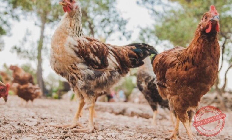 10 SOLUÇÕES DIFERENCIADAS PARA VOCÊ GANHAR DINHEIRO CRIADO FRANGO CAIPIRA
