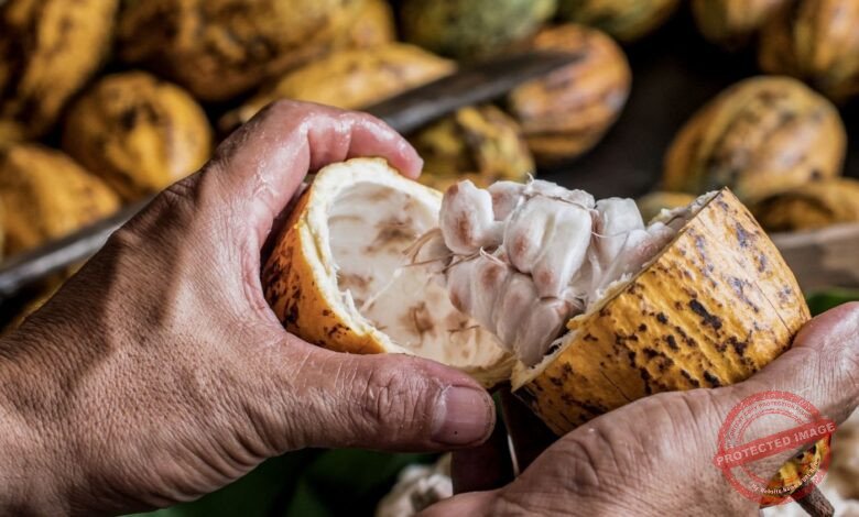 Você Sabe de Onde Vem o Nosso Delicioso Chocolate?