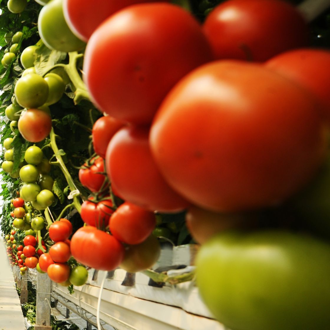 9 Dicas Como Plantar Tomates Hidropônicos