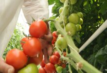 9 Dicas Como Plantar Tomates Hidropônicos