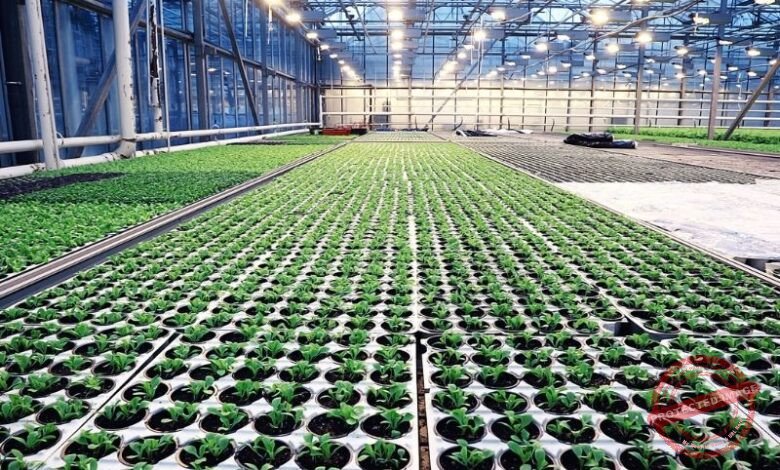 Quais são as técnicas de irrigação mais eficientes?