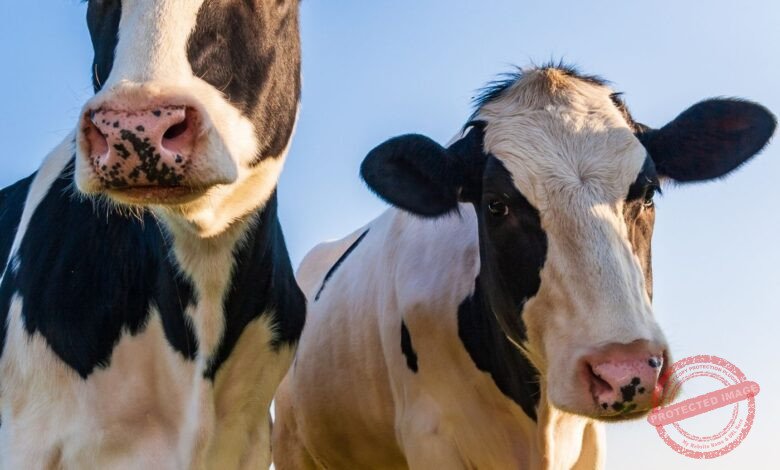 10 Dicas para dar início e colocar seus primeiros animais em leilões