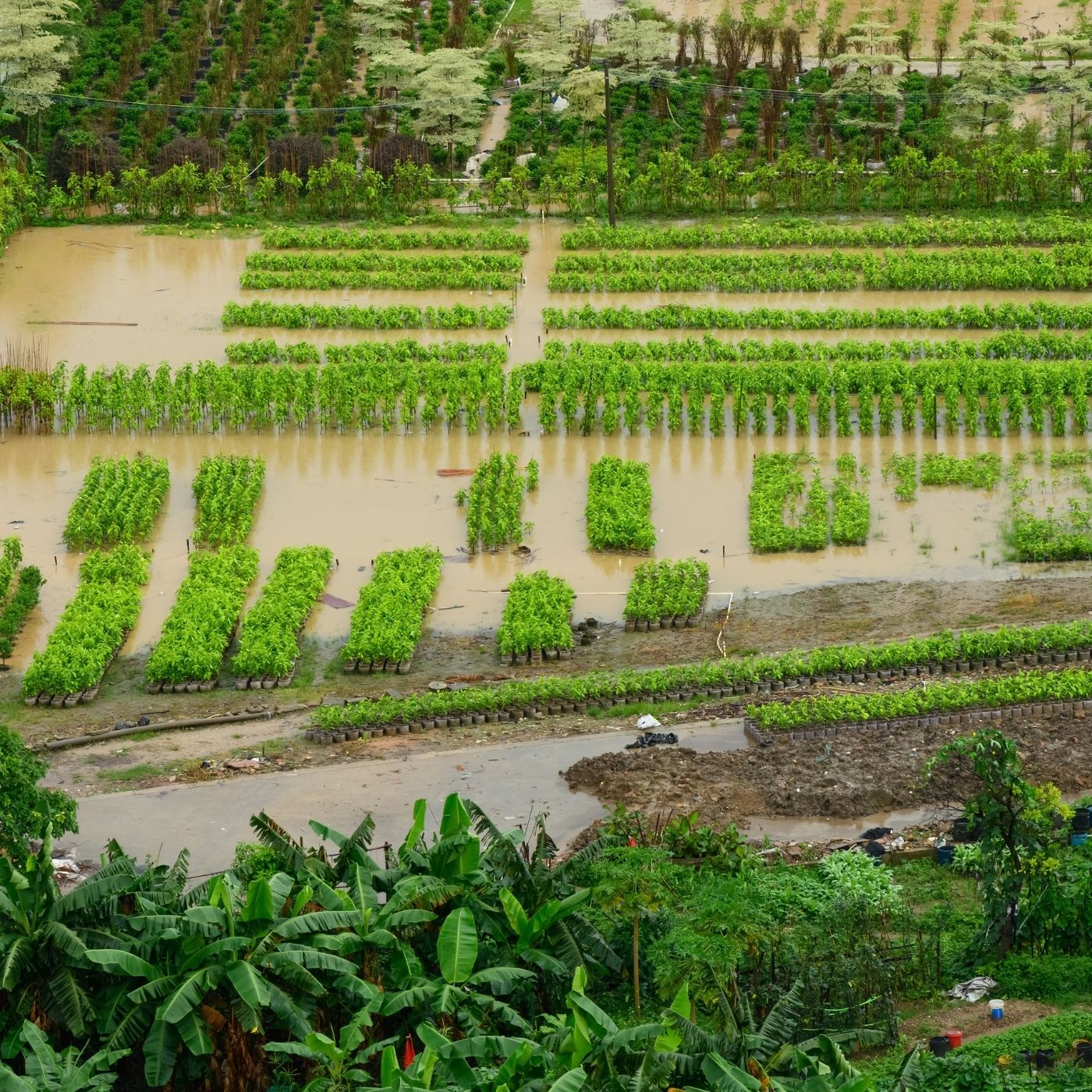 Clima e Cultura: Impacto das Flutuações Climáticas na Seleção de Sementes e Plantio