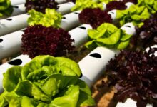 Passo a Passo para Você Mesmo Fazer uma Bancada Hidropônica