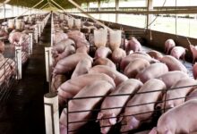 Como Montar uma Fábrica de Linguiça na Fazenda: Guia Completo para Empreendedores