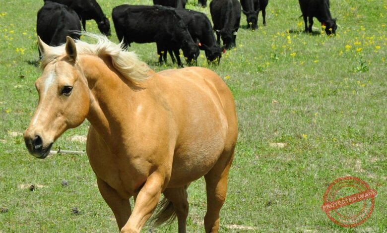 Os 7 Maiores Erros Que Podem Custar Caro à Sua Propriedade Rural!