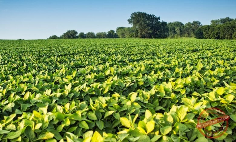 Melhores Lugares no Brasil para investir em novas Terras