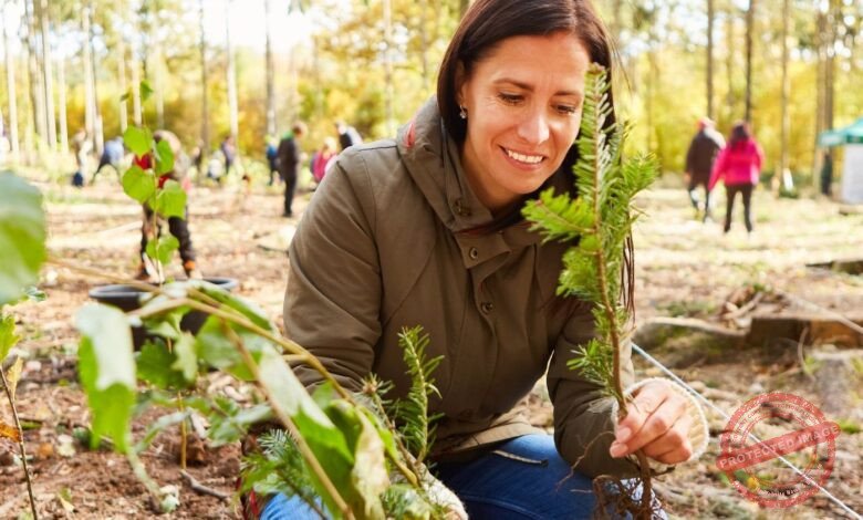 Sistemas Agroflorestais: O Modelo Brasileiro que Está Inspirando o Mundo