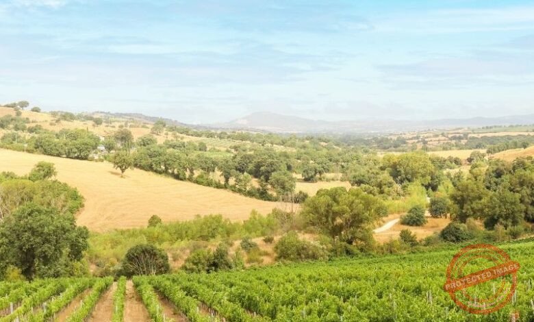 Qual é o Melhor Adubo para Melhorar a Produção Agrícola?