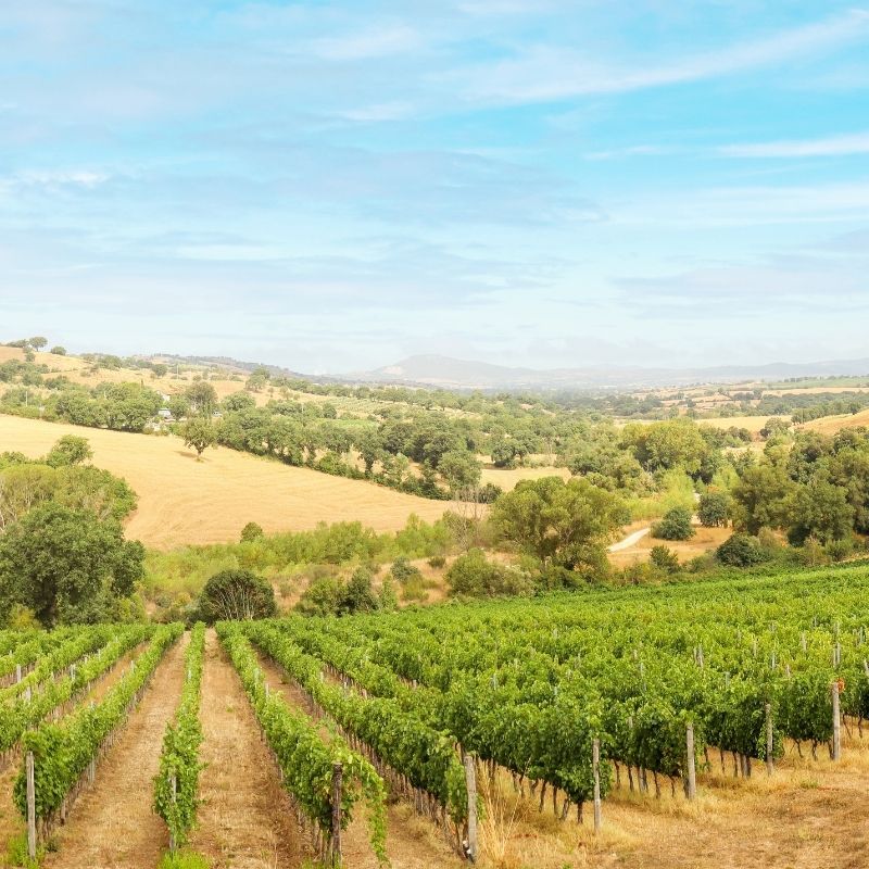 Qual é o Melhor Adubo para Melhorar a Produção Agrícola?
