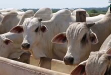 Governo anuncia pacote para impulsionar produção de leite