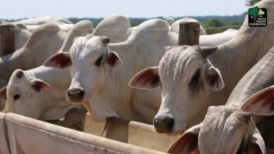 Governo anuncia pacote para impulsionar produção de leite