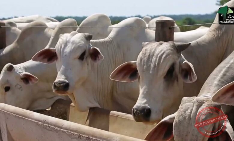 Governo anuncia pacote para impulsionar produção de leite