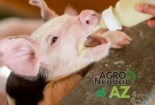 Como Calcular a Quantidade Ideal de Ração para Cada Fase de Produção Suinícola