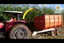 10 Municípios Brasileiros Maiores Produtores de Sorgo