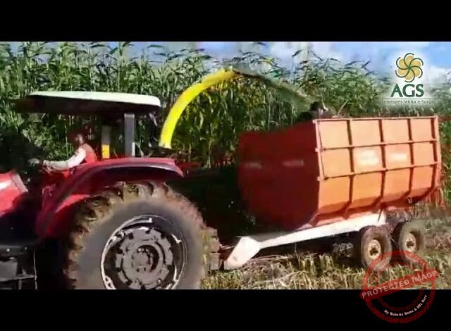 10 Municípios Brasileiros Maiores Produtores de Sorgo