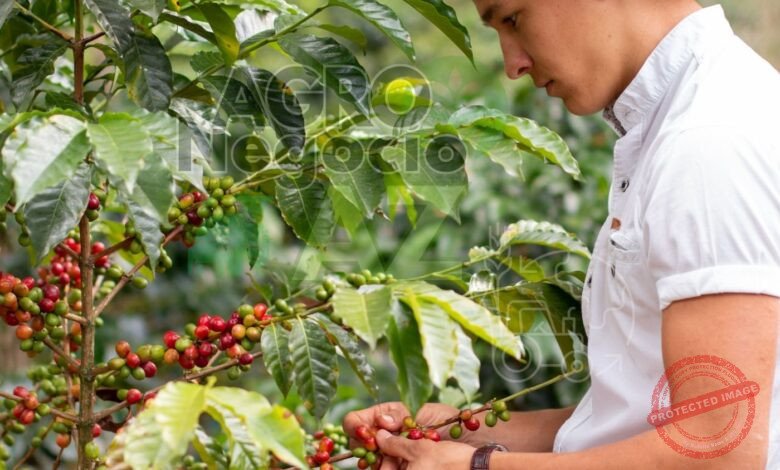 10 Municípios Brasileiros Maiores Produtores de Café