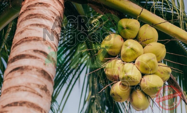 10 Municípios Brasileiros Maiores Produtores de Coco