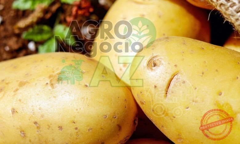 10 Municípios Brasileiros Maiores Produtores de Batata-Inglesa