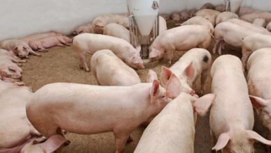 Guia Completo: Como Implementar e Manter Normas de Biosseguridade em Granjas Modernas