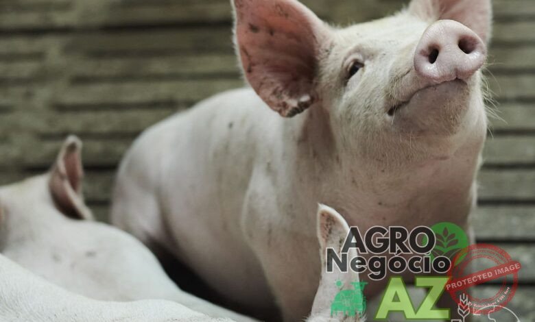 Economia Circular Bruta: Como Resíduos de Suínos Transformam o Futuro do Combustível de Aviação