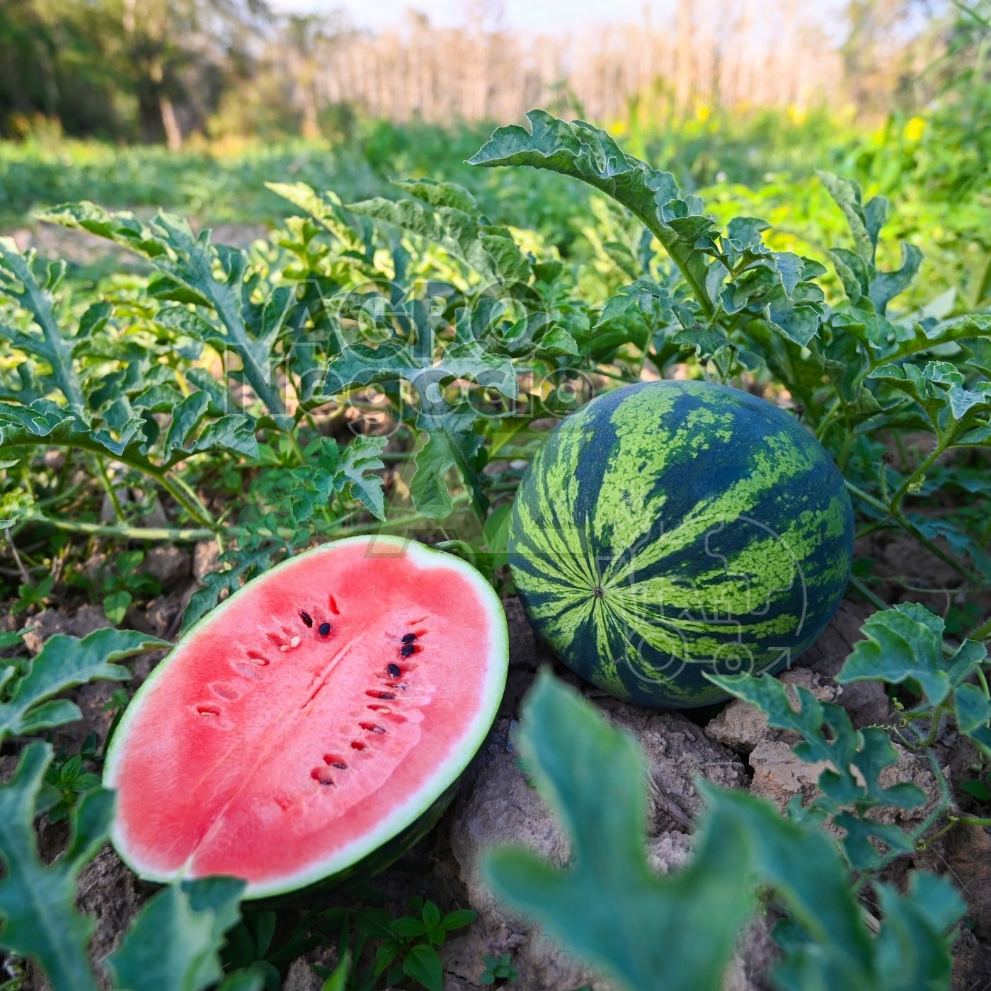 Como Ganhar Dinheiro Cultivando Melancia: Um Guia Completo do Agronegócio A-Z