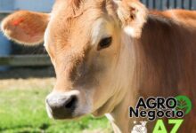 10 Maiores Multinacionais e Grandes Empresas do Agronegócio em Lajeado e Região