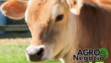 10 Maiores Multinacionais e Grandes Empresas do Agronegócio em Lajeado e Região