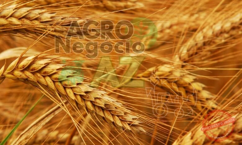 10 Municípios Brasileiros Maiores Produtores de Trigo