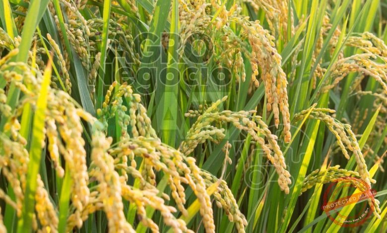 10 Municípios Brasileiros Maiores Produtores de Arroz