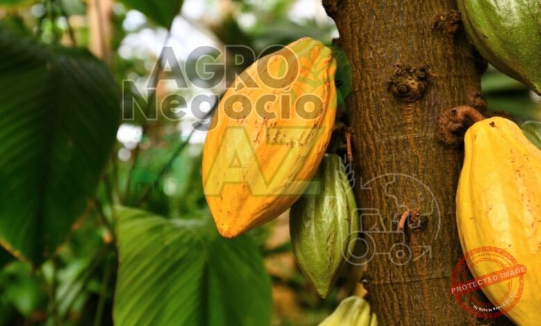 10 Municípios Brasileiros Maiores Produtores de Cacau