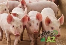 Conheça 500 empresas do ramo Criação de suínos no Brasil