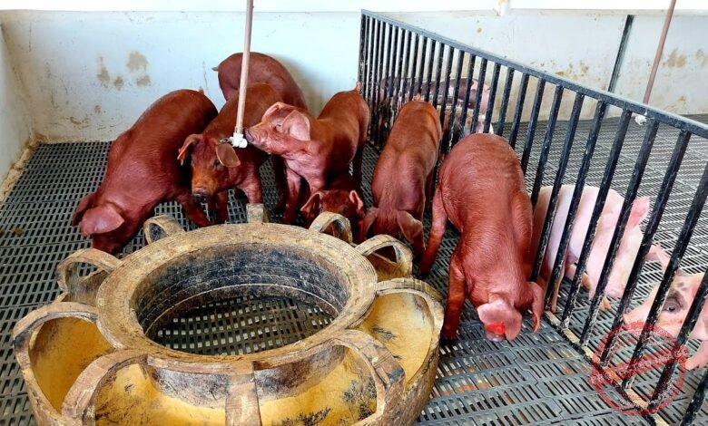 manejo de leit es rec m nascidos na suinocultura cuidados essenciais fbFhg7GqWT0