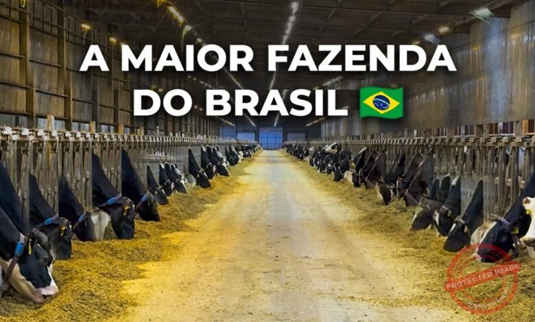 10 Municípios Brasileiros Maiores Produtores de Gado de Leite