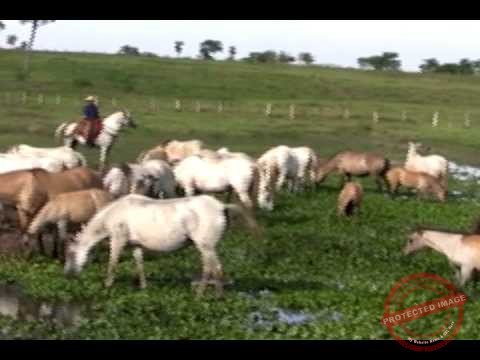 100 Melhores Canais Agro do Brasil