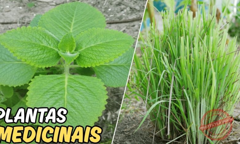 como voc pode ganhar dinheiro produzindo banana 3bEgKX kB90