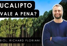 10 municípios brasileiros maiores produtores de Eucalipto