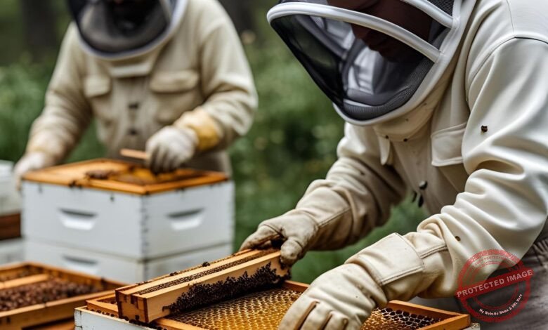 Como Montar um Apiário do Zero