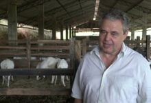 as 25 melhores reportagens do globo rural de todos os tempos Ej7MdCiZ6rY