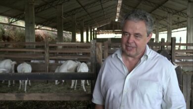 as 25 melhores reportagens do globo rural de todos os tempos Ej7MdCiZ6rY