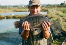 A Matemática da Água: Custo e Lucro na Criação de Tilápias e Nativos