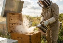 Apicultura de Alta Performance: Além do Mel de Mesa