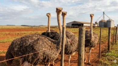 Avestruz: O Agronegócio além da "Moda" (Foco no Couro)