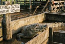 Criação de Jacarés: Carne Gourmet e o "Ouro Negro" (Couro)