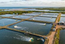 Carcinicultura: Tecnologia de Ponta para Alta Rentabilidade