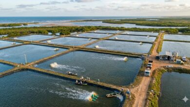 Carcinicultura: Tecnologia de Ponta para Alta Rentabilidade