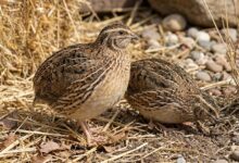 Coturnicultura: Como Transformar Ovos em Dinheiro Rápido