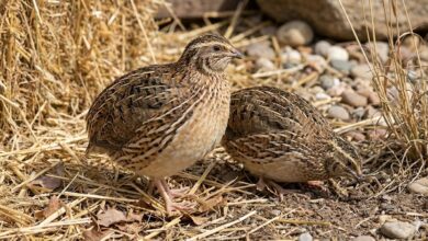 Coturnicultura: Como Transformar Ovos em Dinheiro Rápido
