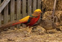 Faisões: A Avicultura de Luxo e seus Desafios Sazonais