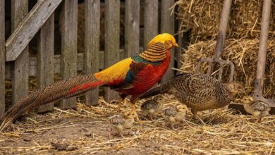 Faisões: A Avicultura de Luxo e seus Desafios Sazonais